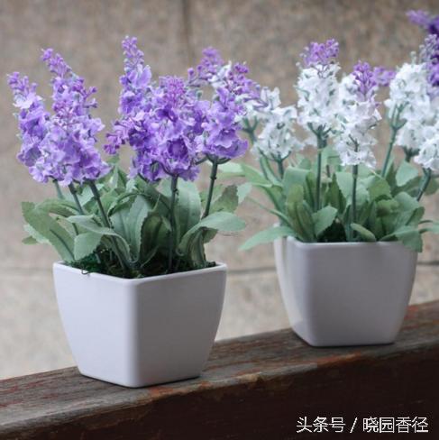 紫色薰衣草怎么养护好看,熏衣草日常怎么养