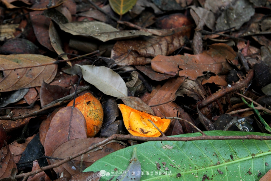 放学别走！雪兰莪喊你去补生物课！