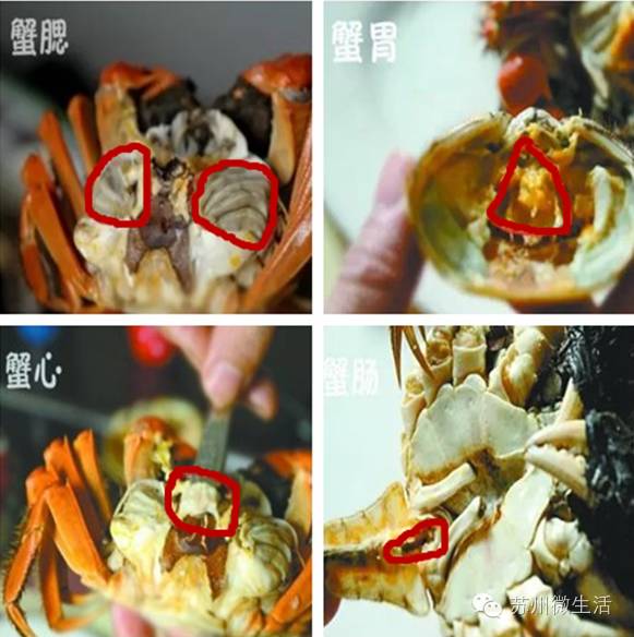 六月黄，令苏州人“魂牵梦萦”的那一口鲜嫩浓香的黄金膏油~来了！