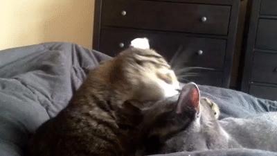 鐙楃嫍鑰佹槸鑸旀瘺鑸旂殑鍦版柟鏄孩鑹茬殑,鐚挭鑸旀瘺鑸旂殑鐗瑰埆鍕ゅ睘浜庢甯稿悧