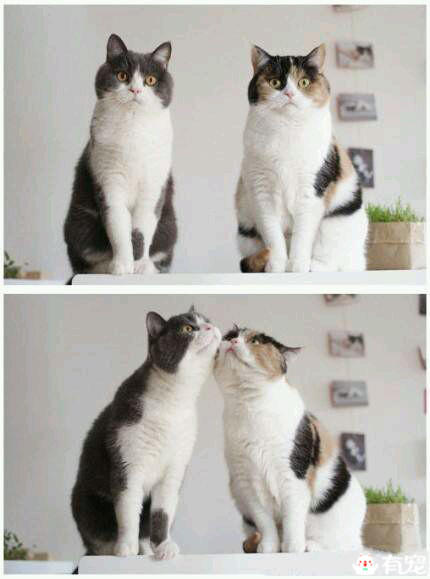 猫咪偷电怎么办 (猫咪偷电)