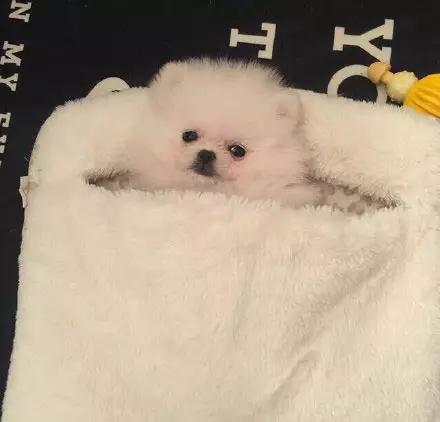 博美嘴巴边缘出血,超级可爱萌博美