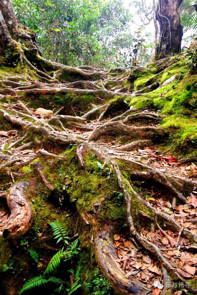 马来西亚pengerang旅游攻略,沙巴旅游自由行十大必去景点