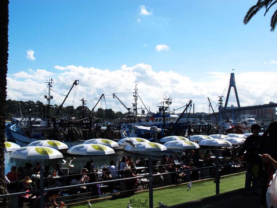 悉尼是啥味道,悉尼盐蚝