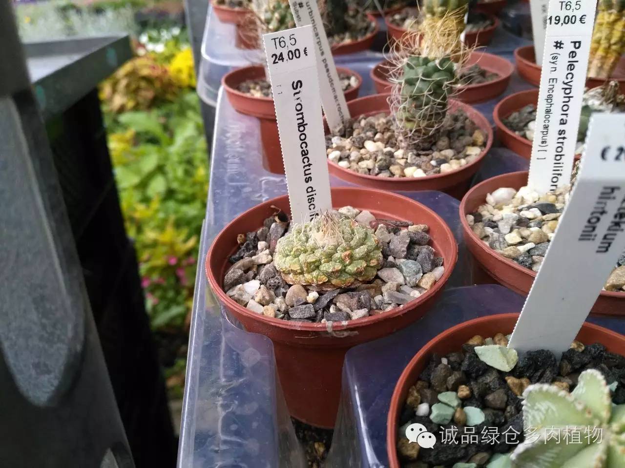 关于逛多肉市场,北方最大的多肉市场