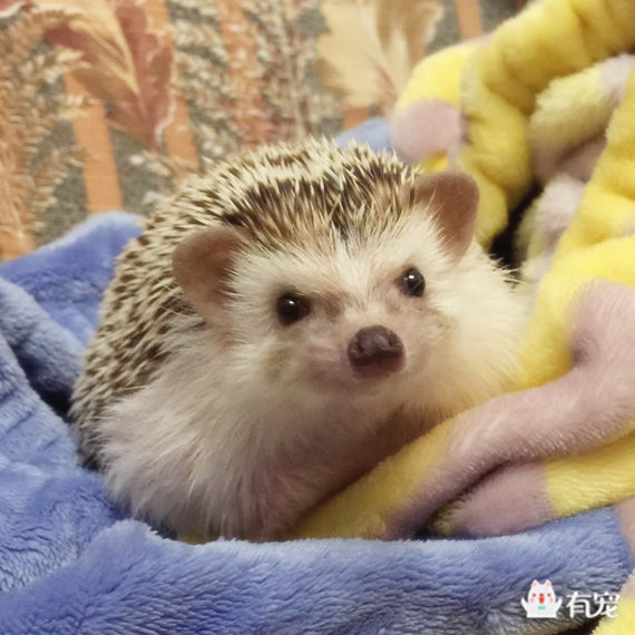 解读非迷小刺的身体语言