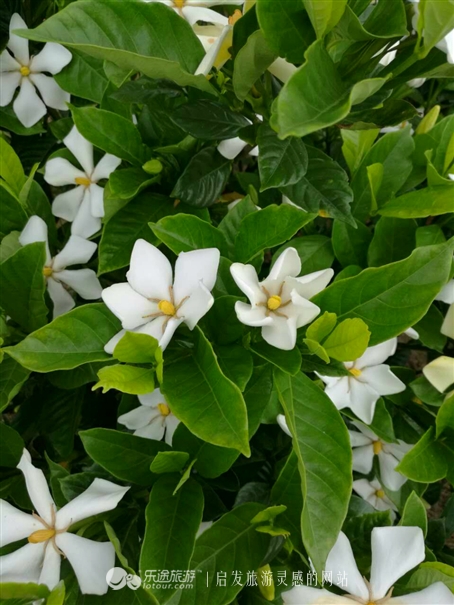 蛇形山镇最新诈骗案,蛇形山镇缅甸诈骗案