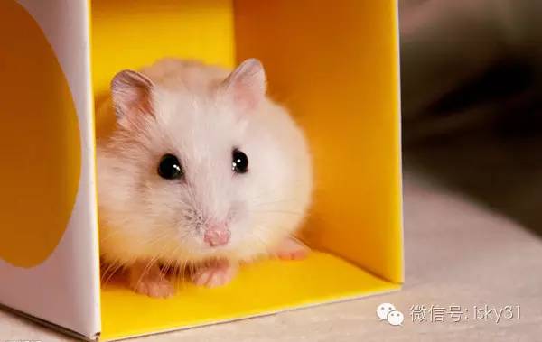 新手该怎么养一只十几天的小仓鼠,怎么养可爱又萌萌哒的小仓鼠