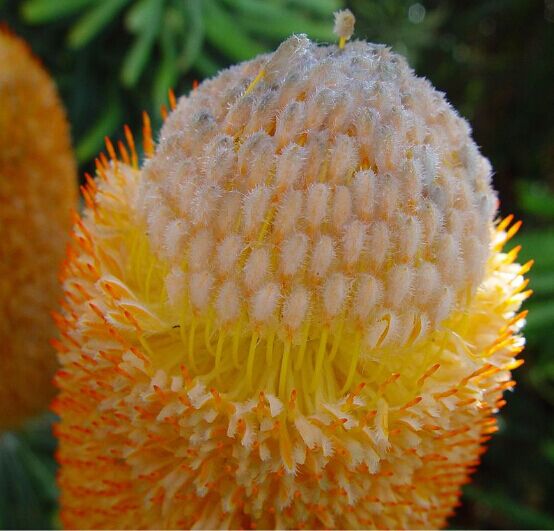 OldManHoney，澳碧的甜蜜大叔