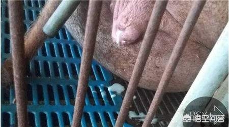 母猪产后消炎用什么药合适,母猪产后慎用的抗生素