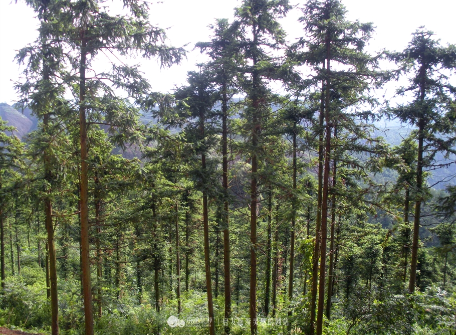 铜钹山风景区和九仙湖图片,铜钹山九仙湖可以钓鱼吗