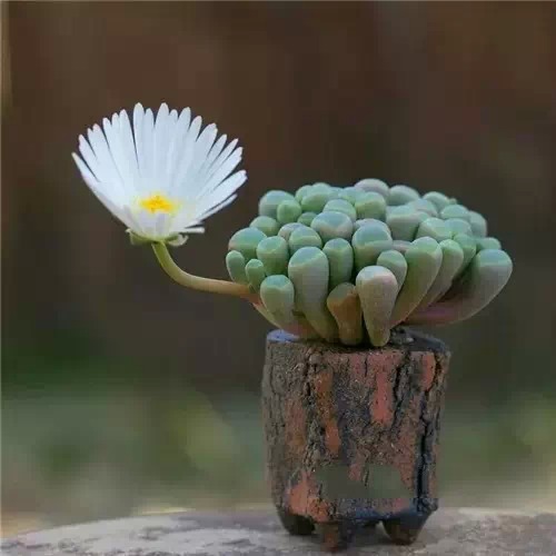 多肉开完花就死,多肉开花后会死掉吗