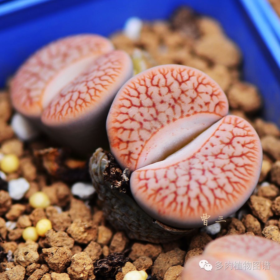 生石花晒伤了怎么处理,生石花晒伤的表现