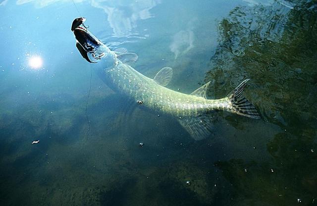 还在傻傻用膨胀螺丝吗,还在傻傻的用蚯蚓鱼饵钓鱼吗