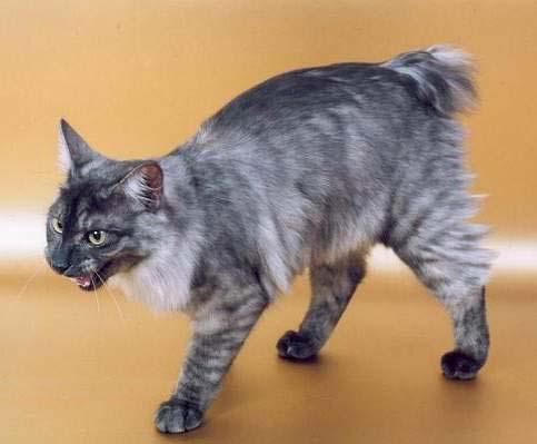 最便宜的宠物猫咪品种图片及价格,哪个品种的猫咪性格最好最温顺