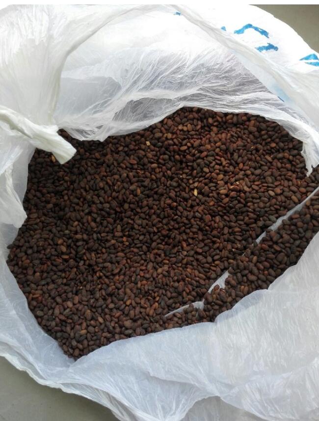 鲫鱼排名第一饵料秘方,鲫鱼爆护饵料