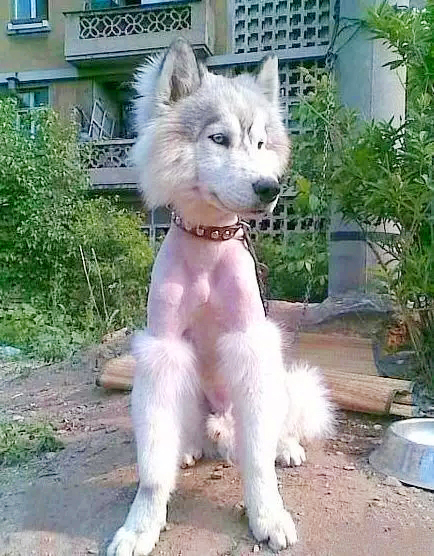 新手在家给狗狗剪毛视频教程全套,干货自己在家怎么给狗狗剪毛