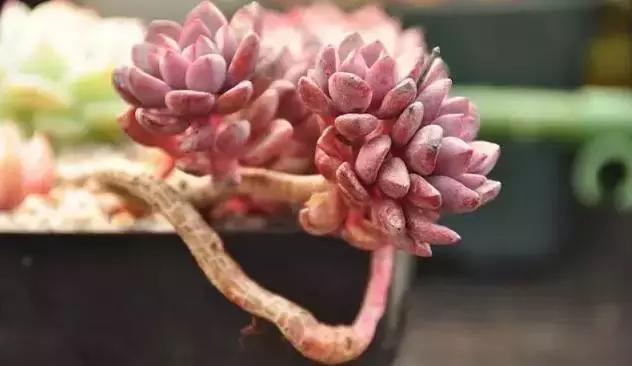 肉肉怎么浇水最好最合适,肉肉浇水最好的方法