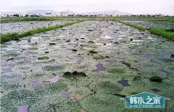 潮州东凤黄厝围村正宗新鲜芡实,潮州东凤芡实是什么品种