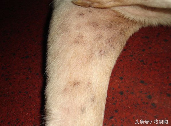 狗狗脓皮症掉毛最有效的治疗办法,狗狗得了皮肤病可以抹药膏吗