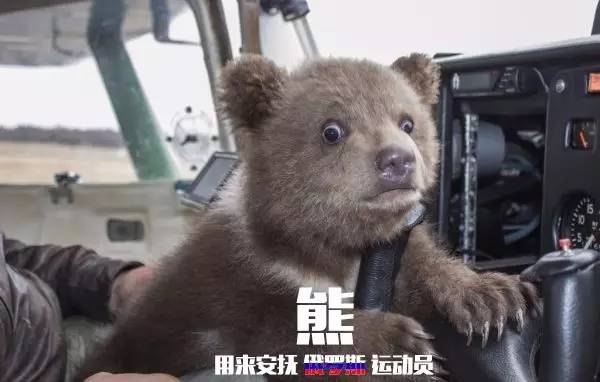 本届巴西奥组委：谁能帮我海淘只熊猫？