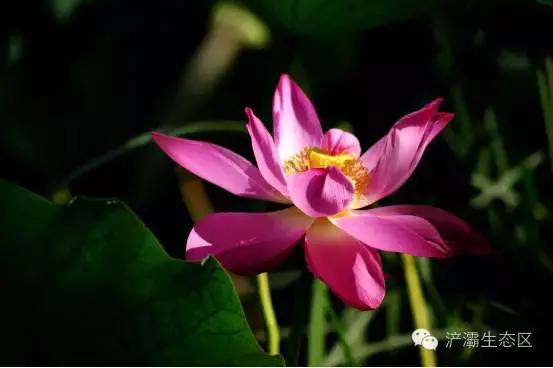 灞岸十里画廊和人山人海saybye~