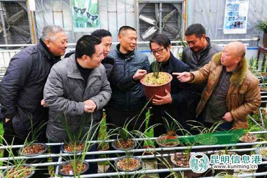 云南新益洲盛瑞杯第二届*博兰**会18日在昆落幕