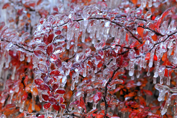 冻雨到底是什么样子,冻雨的成因是什么