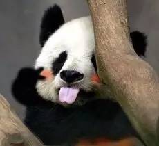 本届巴西奥组委:谁能帮我海淘只熊猫?