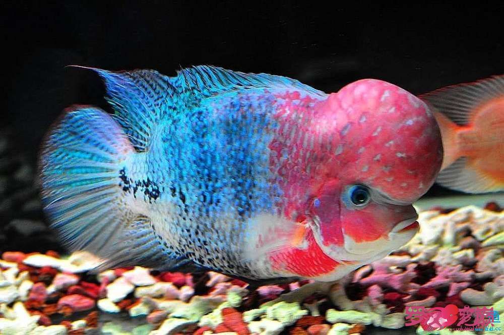 热带淡水观赏鱼如何喂养,小型淡水热带观赏鱼视频