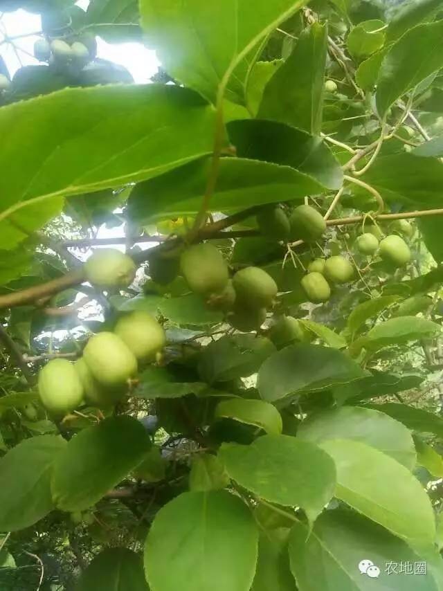 高山上纯天然野生猕猴桃,大山深处纯天然无公害猕猴桃