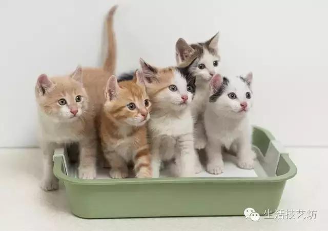 如何消除车里的烟,如何掩盖车上的气味