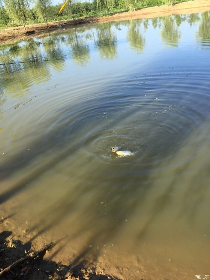 鳜鱼活性低用哪种拟饵,路亚鳜鱼拟饵