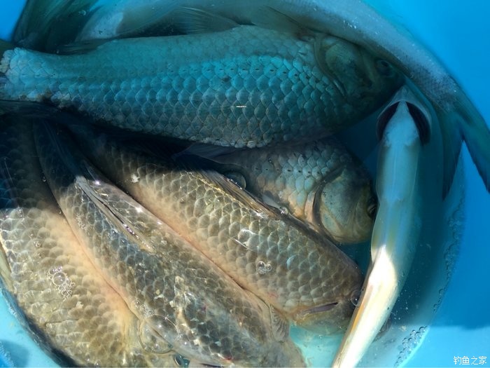 鳜鱼活性低用哪种拟饵,路亚鳜鱼拟饵