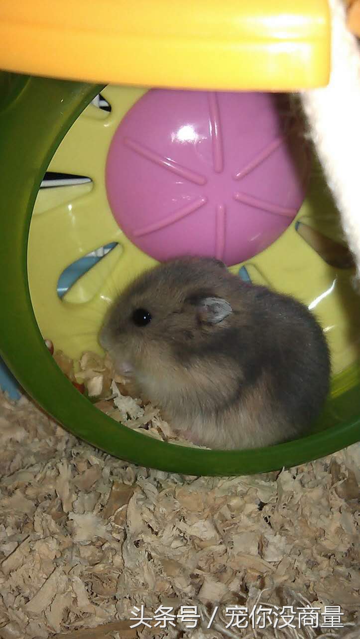仓鼠新手教程紫仓,仓鼠酱是什么