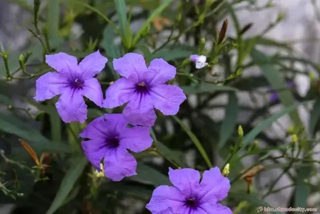 佛山顺德杏坛古村,顺德千年古村落