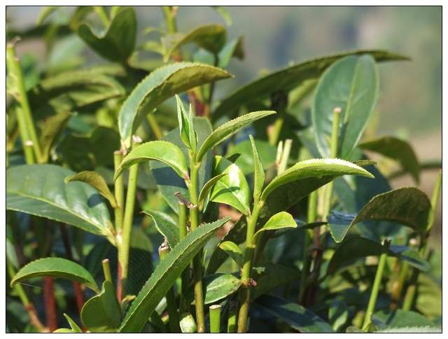 易武知识,知识茶叶