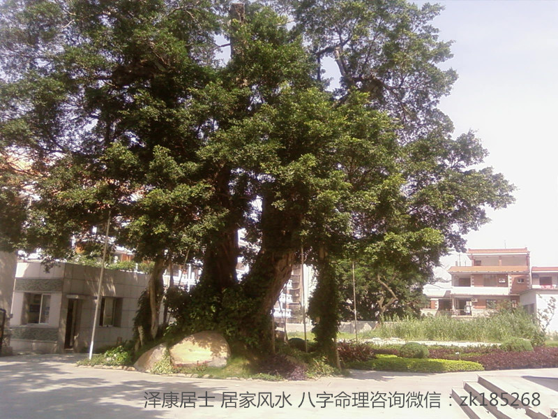 门前大棵树风水如何,门前有大树风水好吗