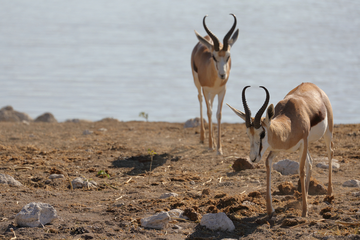 猎豹狂奔与狮子对敌,猎豹奔跑高清震撼视频