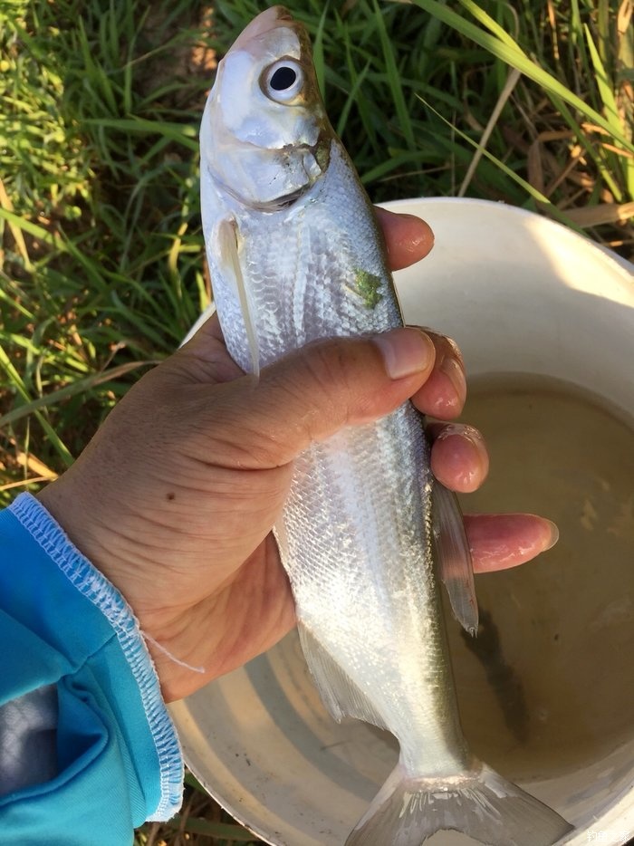 鳜鱼活性低用哪种拟饵,路亚鳜鱼拟饵