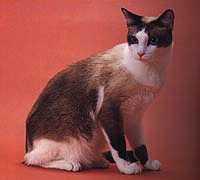 最便宜的宠物猫咪品种图片及价格,哪个品种的猫咪性格最好最温顺