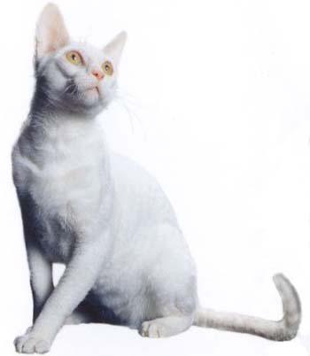 最便宜的宠物猫咪品种图片及价格,哪个品种的猫咪性格最好最温顺