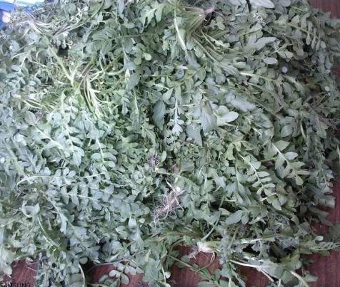 降脂减肥的野菜,清肠通便的野菜有哪些