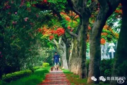 厦门最凉快的景点,厦门岛内适合烧烤的地方