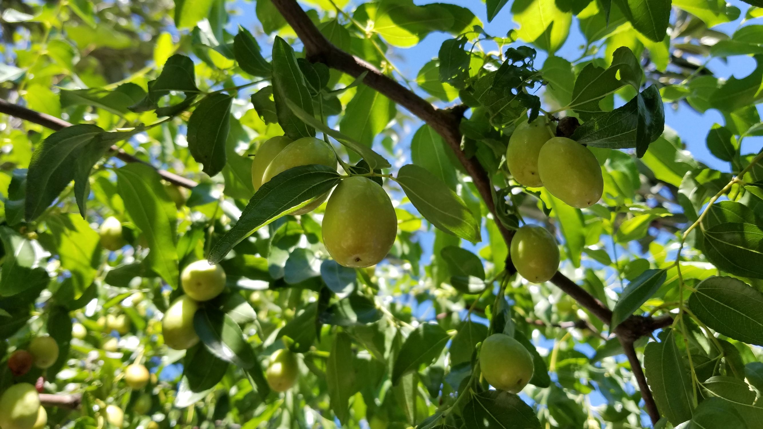 酷派乐视cool1,酷派cool1与cool1dual有什么区别