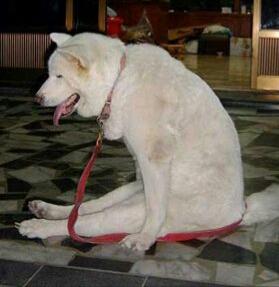 动物配文字搞笑图片,动物搞笑片段大全爆笑