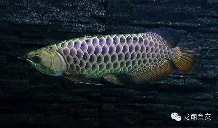 养龙三件事,养龙第七阶段怎么玩