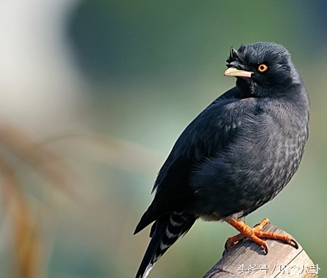 想养八哥鸟,八哥鸟怎么养才会说话