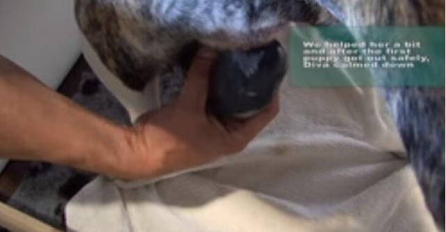 母狗第一次生宝宝，在主人的帮助下顺利生产，下一幕出现特大惊喜