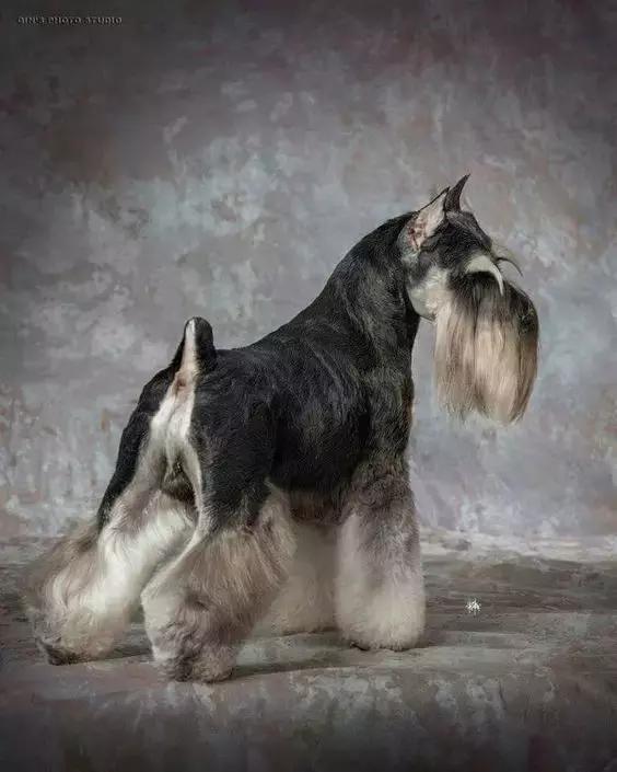 怎样挑选一只好的雪纳瑞犬,如何挑选一只适合家养的雪纳瑞